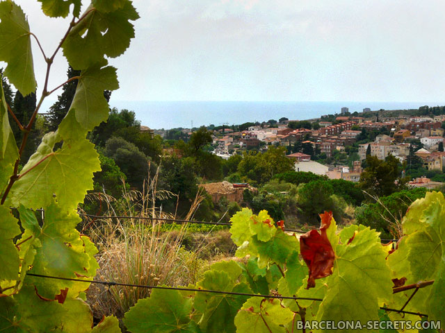 Wine Tour to Alella wine tour alella